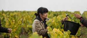 Manuela Chidaine - vendanges 2016 à Vouvray