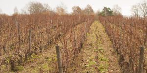 Mikael Bouges-vignes