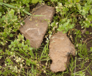 Terroir de la Butte de la Roche - Domaine Luneau-Papin