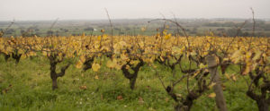 Vignes de la Butte de la Roche - Domaine Luneau-Papin