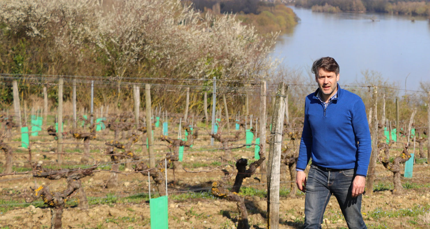 Arnaud Lambert dans ses vignes de Montsoreau