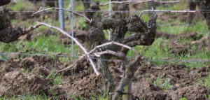 Cep Vigne - Domaine Arnaud Lambert