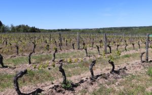 Les Terres d'Ocre - vignes