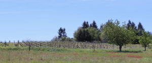 Vignes - domaine les Terres d'Ocre