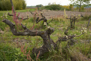 Domaine de la Roche Bleue - Vignes de chenin