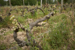 Domaine de la Roche Bleue - Vignes de chenin