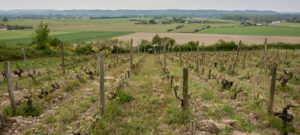 Parcelle le Clos des Molières - Domaine de la Roche Bleue