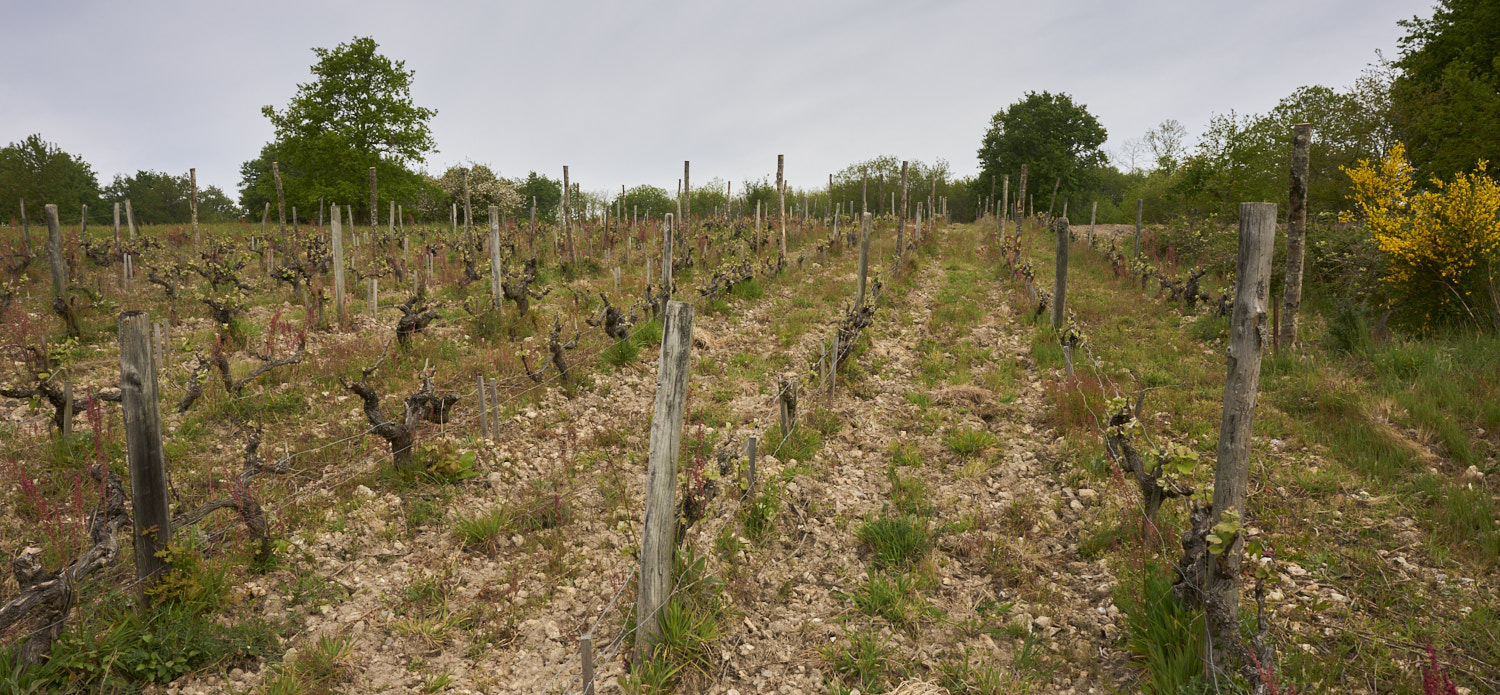 Domaine de la Roche Bleue - Vignes de chenin