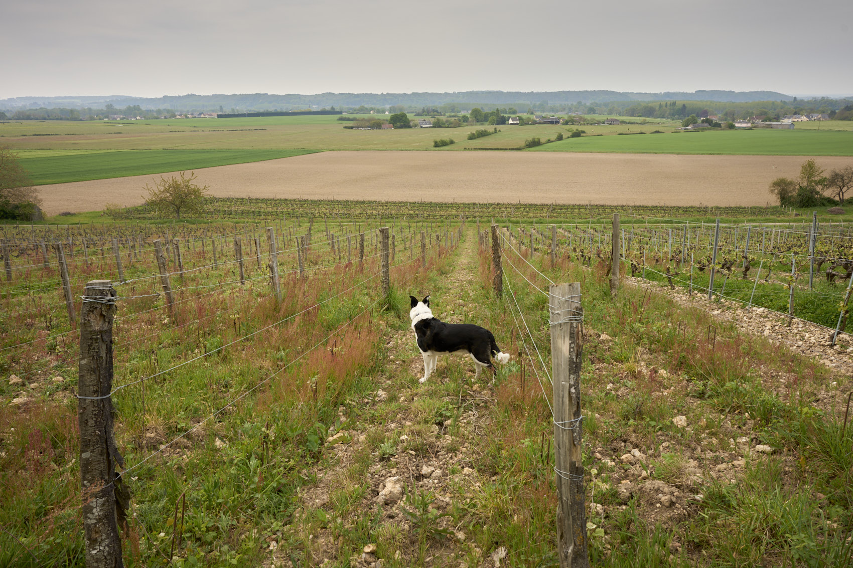 Smooky dans les vignes du Clos des Molières