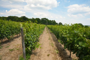 Parcelle Le Grand Clos du domaine Yannick Amirault à Bourgueil